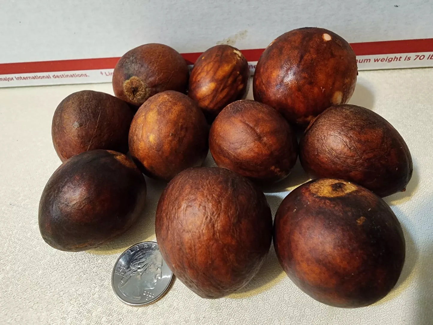 Avocado Tree Seeds 10 Pack Persea americana for Home Gardening, Fruit Tree, Drought-Tolerant, Full Sun, Zones 9-11