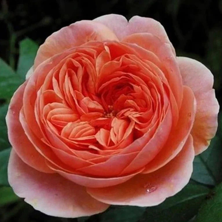 Chippendale Rose Cuttings - 3 Rooting Grafting Pieces Rosa 'Chippendale' Rare Fragrant Flowering Plant