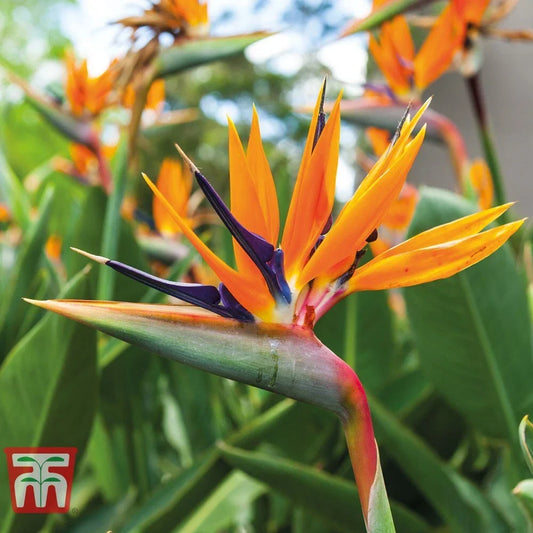 Orange Bird of Paradise Plant - Rooted 10-12 Inches - Strelitzia Reginae for Indoor & Outdoor Gardens