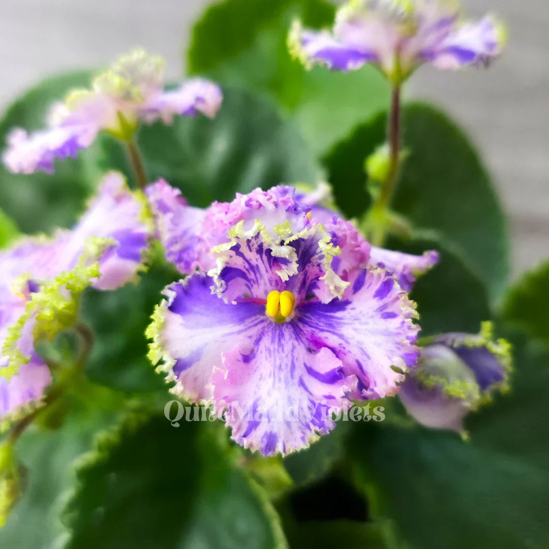 Fresh Cut African Violet Leaf – AV-Soap Bubbles / AV-Mylnye Puzyri – Saintpaulia foliage for propagation and decorative use