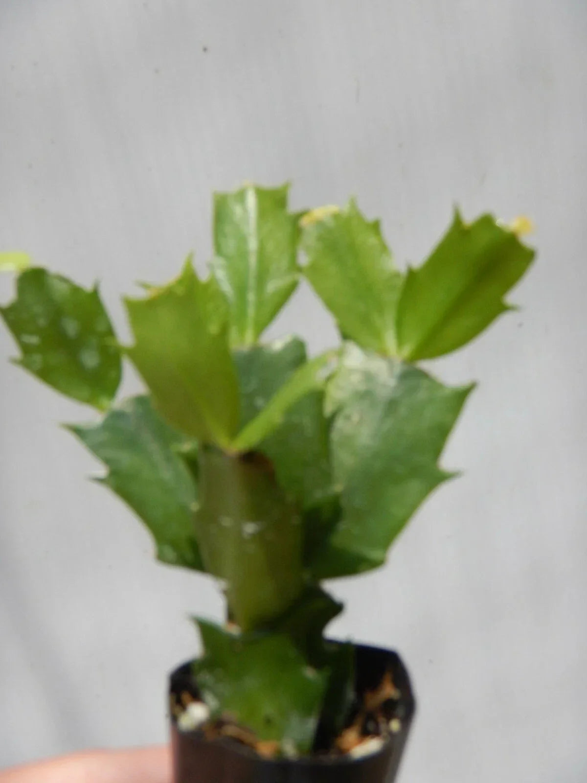 Christmas Cactus Starter Plant - Healthy Well-Rooted Schlumbergera Truncata - Vibrant Holiday Blooms for Indoor Decor