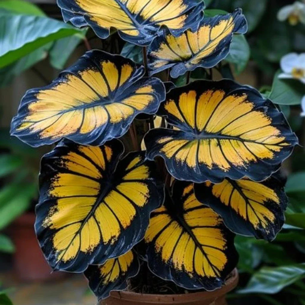 Sunburst Calathea Seeds – 25+ Pack for Indoor and Garden Planting – Calathea 'Sunburst' Foliage Seeds