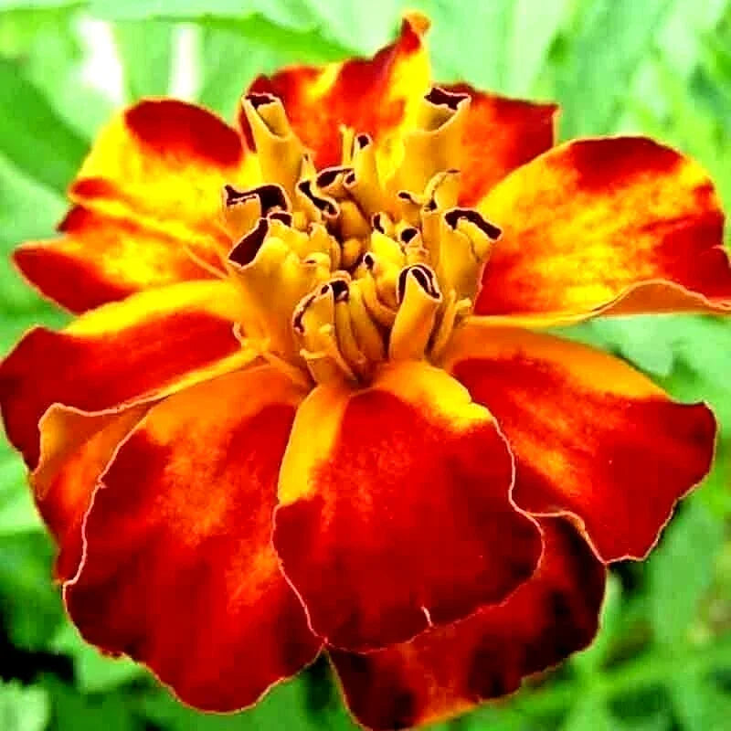 French Marigold Seeds - Spring Mix, Insect Repellent Flower, Attracts Bees, Tagetes patula, 30 Seeds, Annual Garden Flower