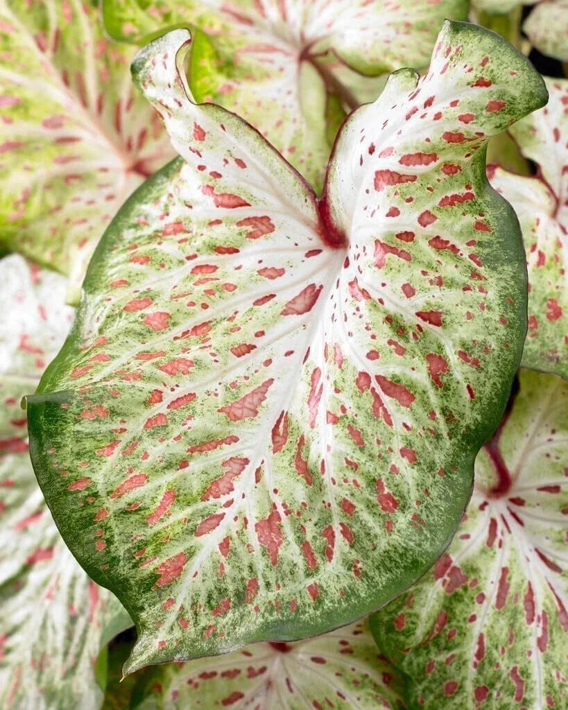 Caladium Bulbs - Gingerland Variety - Tropical Foliage - Caladium bicolor - Vibrant Green & Pink Leaves for Shade Gardens