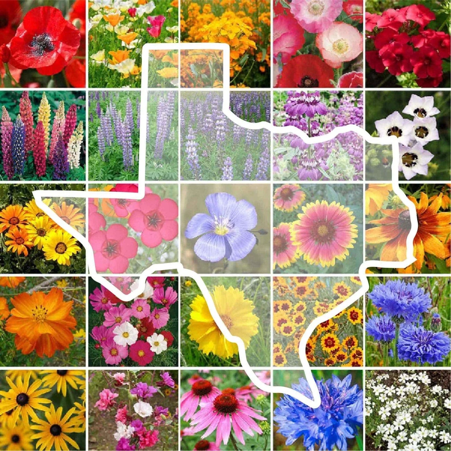 Texas Wildflower Seed Mix - 1000 Non-GMO Native Seeds for Gardens & Meadows - Supports Pollinators & Ecosystems