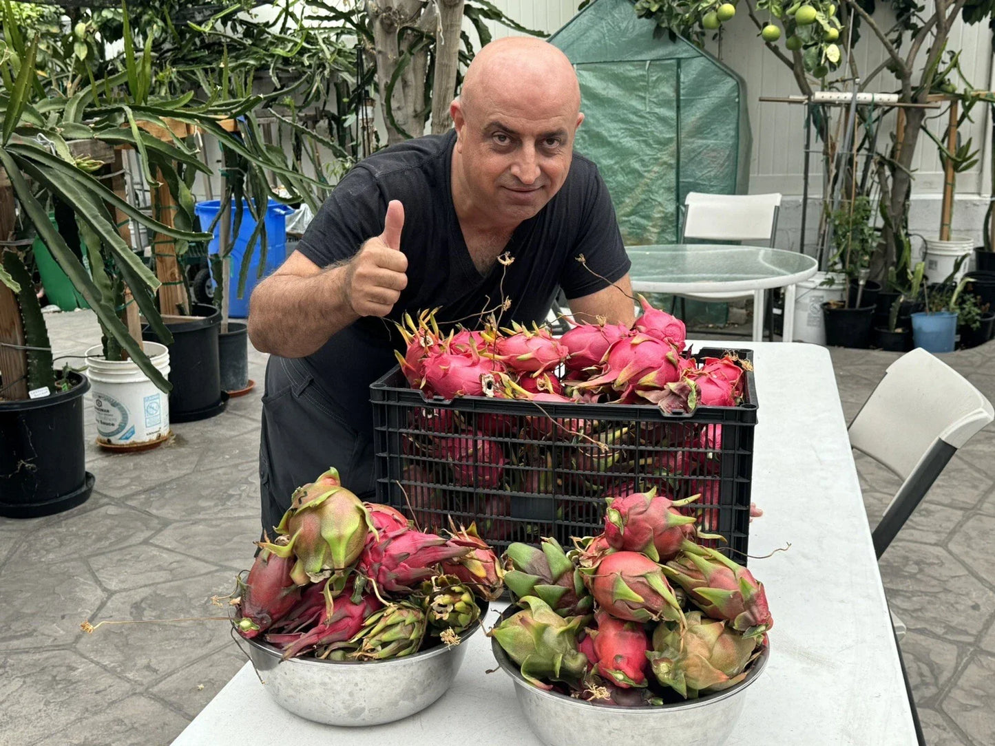 Dragon Fruit Cuttings 8-14 Inches Long, Pitaya Variety, Hylocereus undatus, Cactus for Home Gardening, Healthy Plant Propagation
