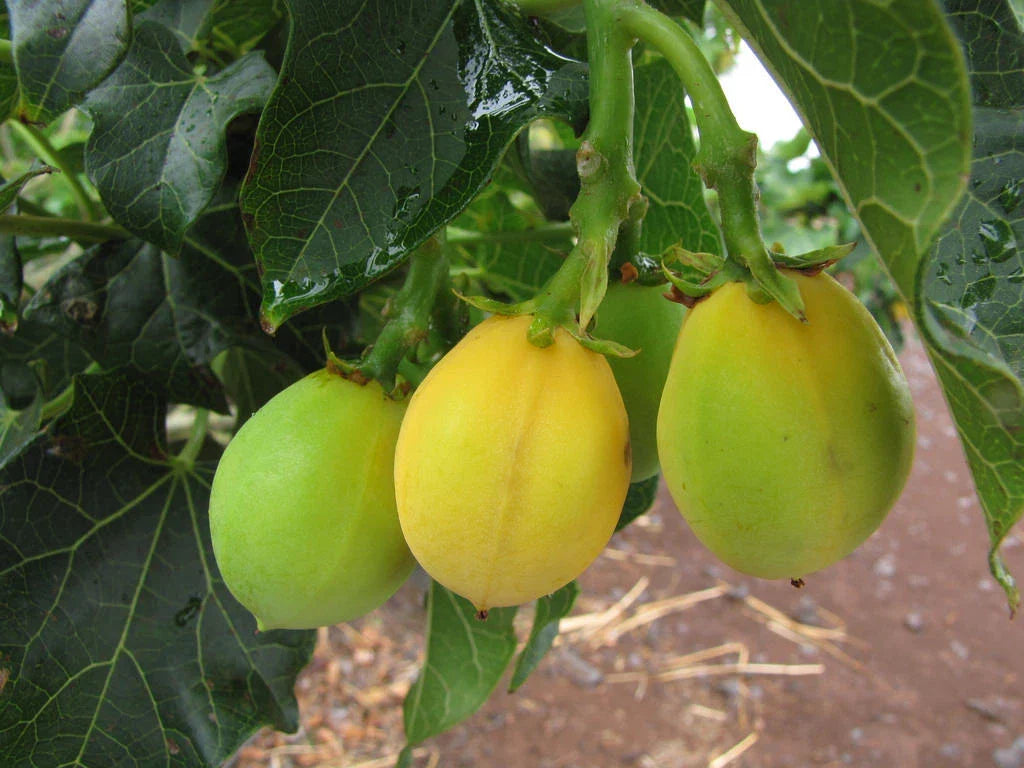 Jatropha Curcas Seeds – 15 Rare Physic Nut Seeds, Drought Tolerant Barbados Variety for Sustainable Gardening & Biofuel Projects