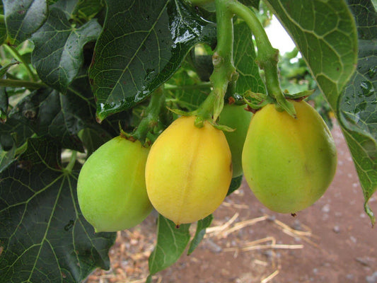 Jatropha Curcas Seeds – 15 Rare Physic Nut Seeds, Drought Tolerant Barbados Variety for Sustainable Gardening & Biofuel Projects