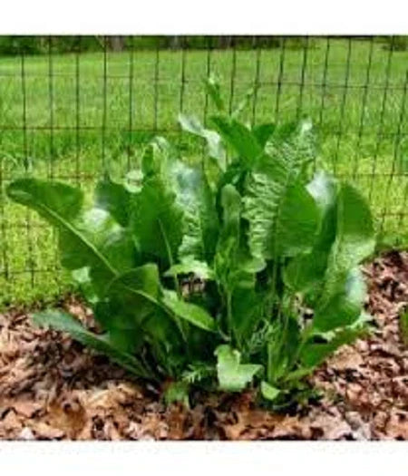 Fresh Organic Horseradish Plants – 2 Well-Rooted Crowns – Easy-to-Grow Perennial Armoracia rusticana for Gardens