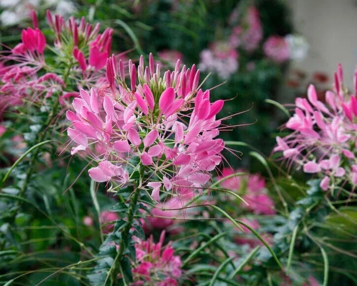 Rouge Spider Flower Seeds Pack of 100 - Clome Spinosa Perennial Attracts Bees, Vibrant Red Spider-Like Blooms, Easy to Grow