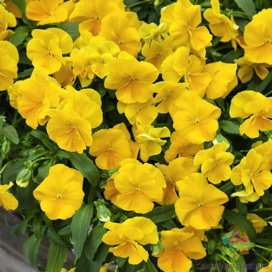 Golden Yellow Pansy Seeds - Viola tricolor var. hortensis - 200+ Premium Seeds for Garden, Containers & Borders, Easy to Grow