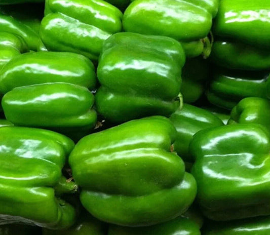 Green Bell Pepper Seeds – Keystone Resistant Giant, Non-GMO, Heirloom, Capsicum annuum, Sweet, 30+ Seeds