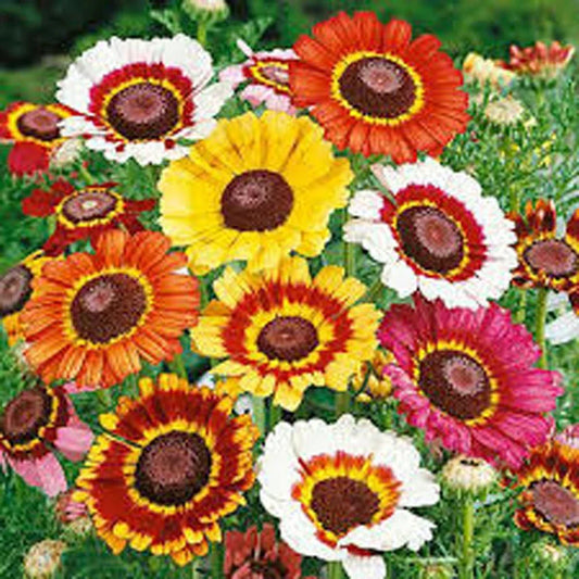 Painted Daisy Seeds - 1000 Count, Multi-Colored Blooms, Bellis perennis, Perennial for Borders, Flower Beds & Containers