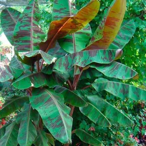 Variegated Blood Banana Plant Starter – Musa acuminata 'Sumatrana Rojo' – Tropical Indoor and Outdoor Houseplant