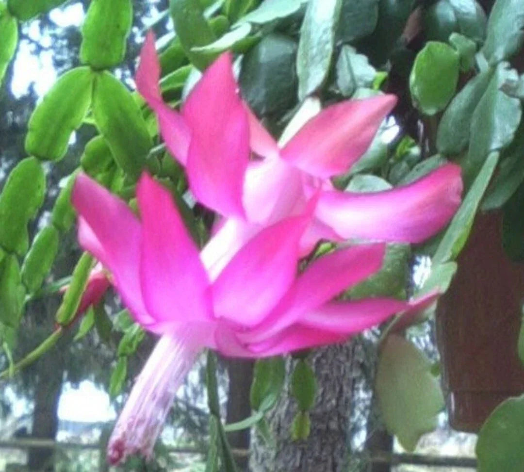 Christmas Cactus Plant 3 Per Pot Old-Fashioned Pink Schlumbergera × buckleyi, Holiday Indoor Succulent, Festive Flowering Plant