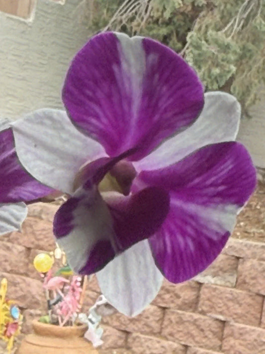 Orchid Plant - Bare Root Den Red Star Dendrobium Hybrid with Short Stem for Indoor Decor