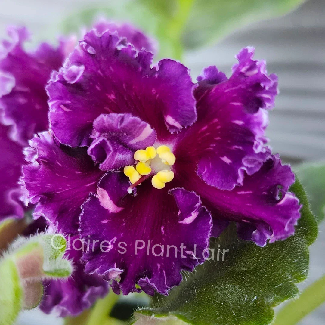 African Violet Leaf AV-Red Diamond Standard Variety for Indoor Gardening - Red-Edged Foliage Plant