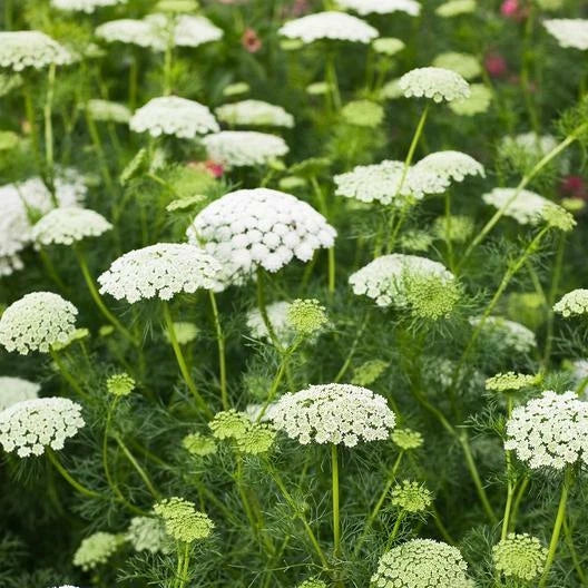 Bishop's Flower Seeds 500 Count Non-GMO Daucus carota False Queen Anne's Lace Wildflower Garden Plant
