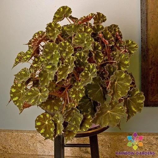 Kit Kat Begonia Seeds - 25+ Packets - Vibrant Foliage & Flowers - Begonia x tuberhybrida - Indoor & Outdoor Gardening