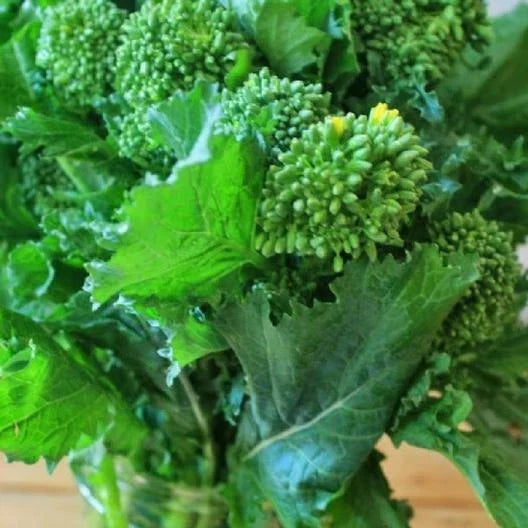 Broccoli Raab Seeds - Microgreens for Sprouting, Brassica rapa var. ruvo, Fall Planting, 300-4000 Seeds