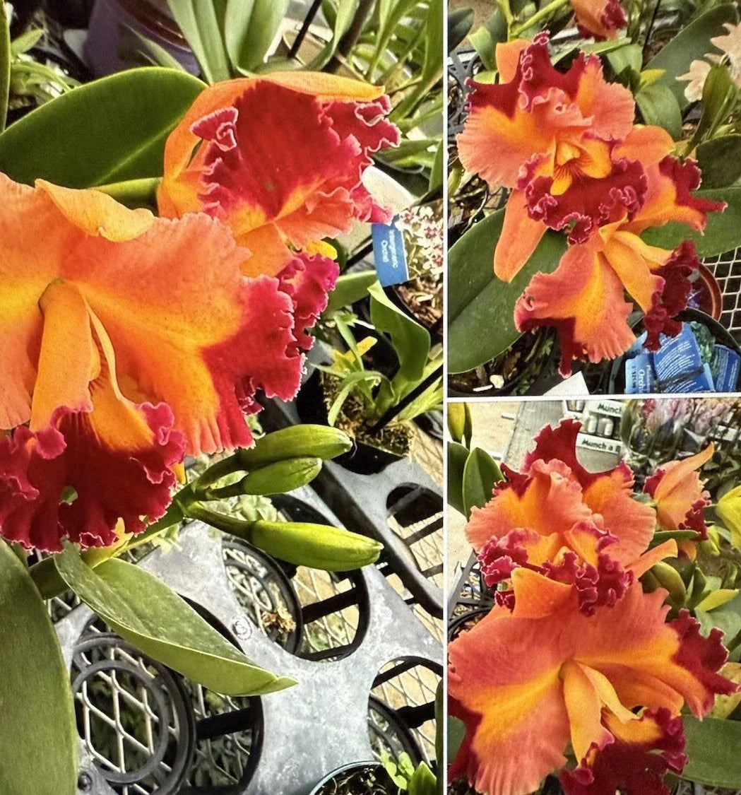 Cattleya Orchid Plant Rlc Chief Queen Bare Root 3 Rooted Stems Exotic Flowering Epiphytic Orchid