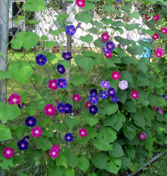 Morning Glory Wildflower Seeds - Tall Mixed Variety, Non-GMO, Full Sun, Climbing Ipomoea spp. Seed Packet