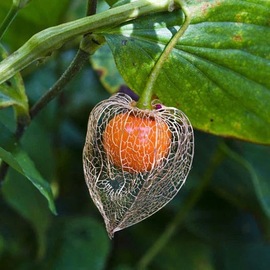 Chinese Lantern Flower Seeds - 200 Dried Orange Seed Pods for Pollinators - Physalis alkekengi - Dried Cut Flowers for Gardens & Crafts
