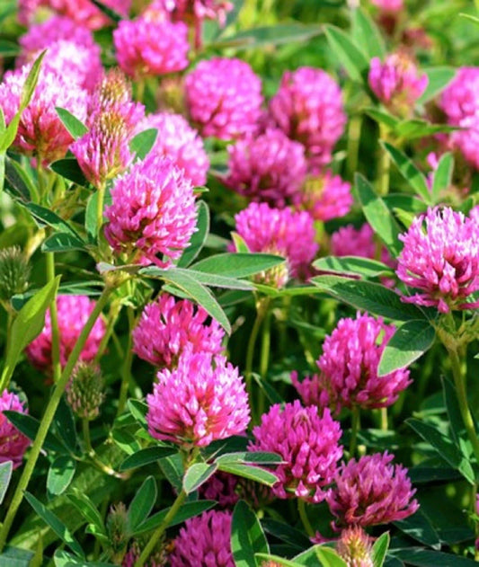 Medium Red Clover Seeds Pack – Trifolium pratense for Forage, Ground Cover & Soil Improvement, 300+ Seeds