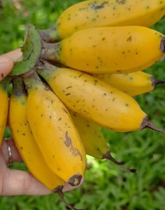 Live Musa Banana Plant Starter – Miniature Tropical Indoor Plant – Musa spp. – Compact, Easy-Care, Decorative Foliage