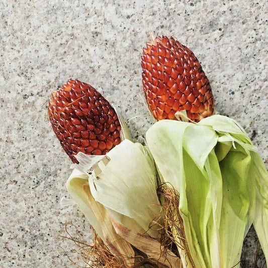 Organic Red Strawberry Popcorn Seeds - Heirloom Zea mays for Summer Garden, Easy to Grow, Non-GMO, 75+ Seeds