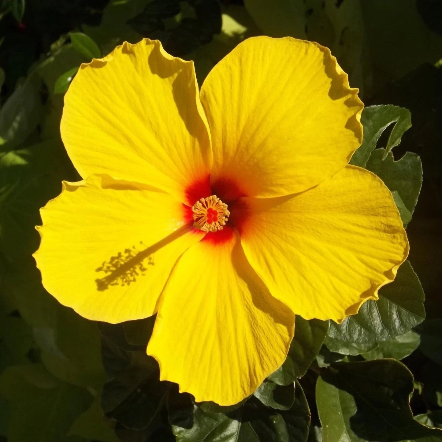 Tequila Hardy Hibiscus Plant – Yellow Flowers – 8-12 Inches Tall – Hibiscus moscheutos – Live Garden Plant for Borders & Containers
