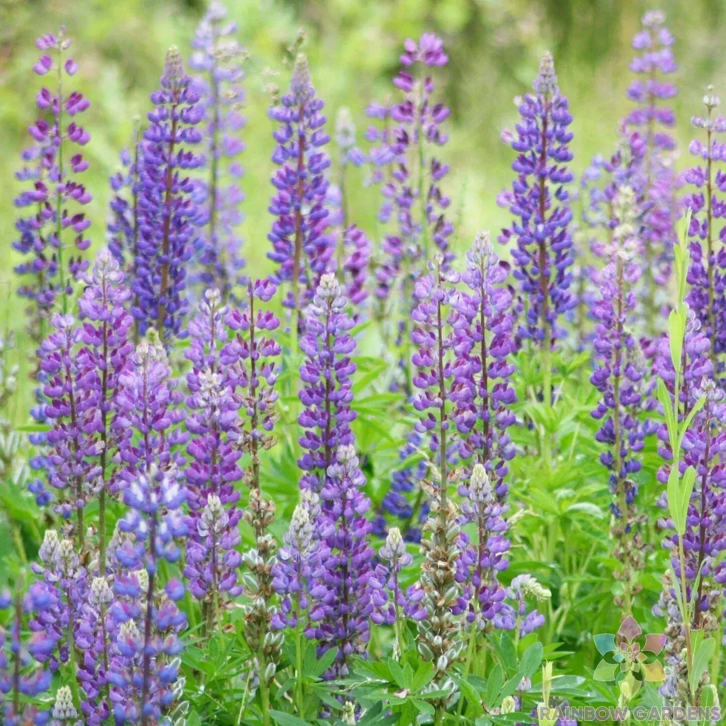 Wild Perennial Lupine Seeds Pack | Colorful Native Flower Mix | Lupinus perennis | Attracts Pollinators | Eco-Friendly Gardening
