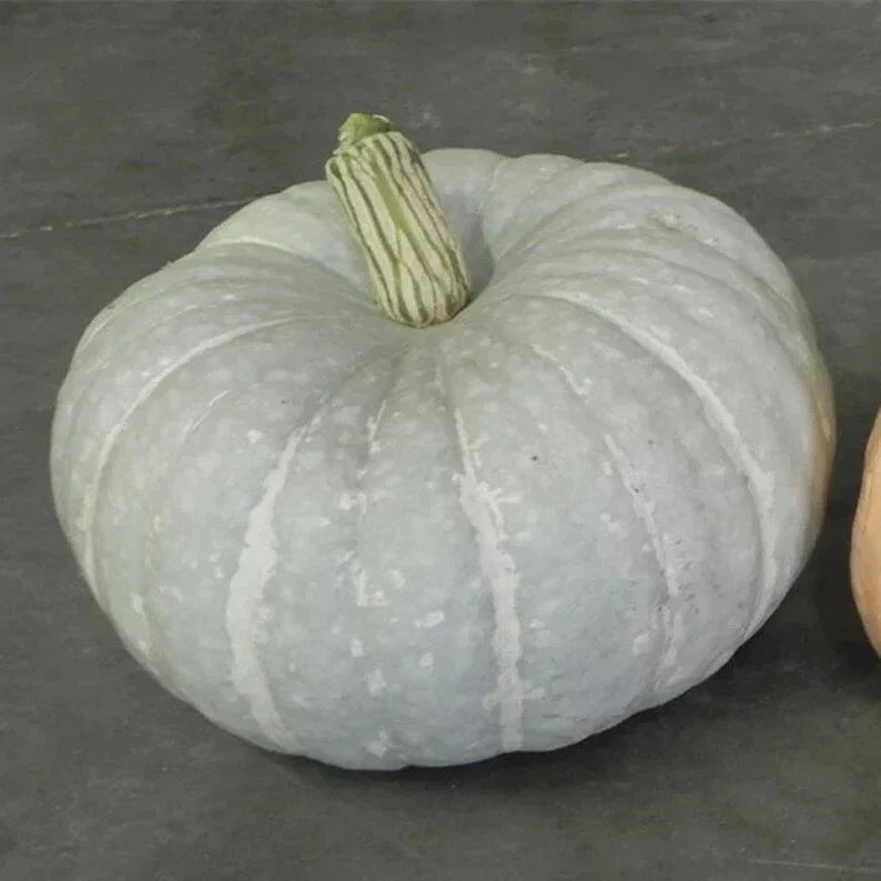 Silver Moon Pumpkin Seeds - Organic Cucurbita pepo - Unique Silver-Hued Fall Decor & Culinary Use - USA Grown, Free Shipping