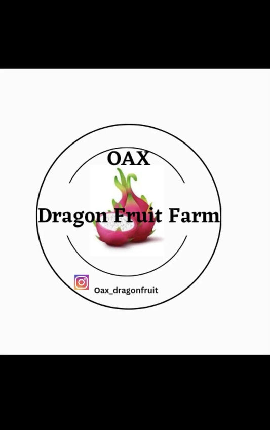 Mature Dragon Fruit Cuttings Lake Atitlan Variety Hylocereus undatus for Garden, Patio, or Container Planting