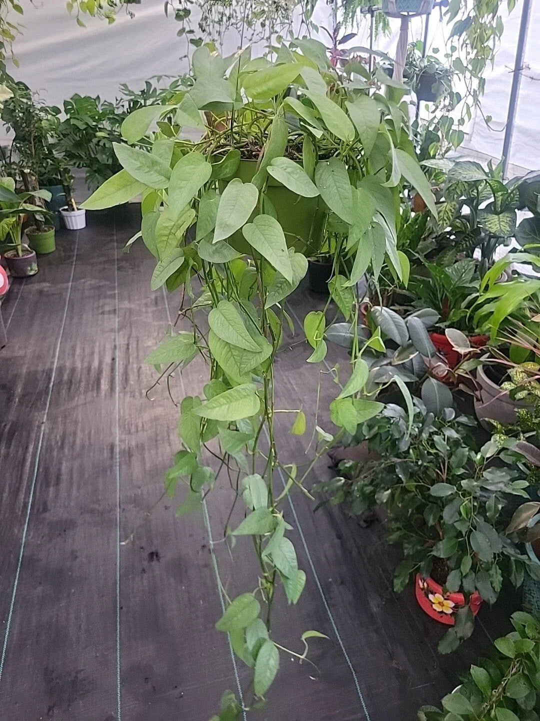 Cebu Blue Pothos Plant – Live Well-Rooted Epipremnum Pinnatum Indoor Houseplant, Easy Care, Blue-Green Foliage