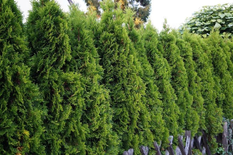 American Arborvitae Seeds - Thuja occidentalis for Privacy Hedges, Evergreen Landscaping, Bird Attracting, 50 Pack