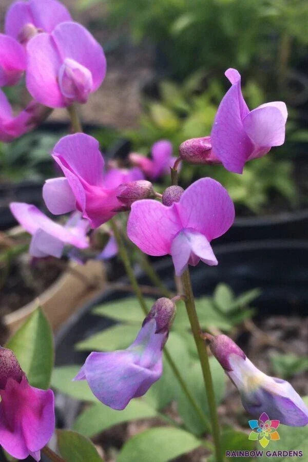 Perennial Sweet Pea Seeds 50+ Lathyrus vernus 'Angustifolius' Climbing Vine for Garden, Fragrant Purple Flowers