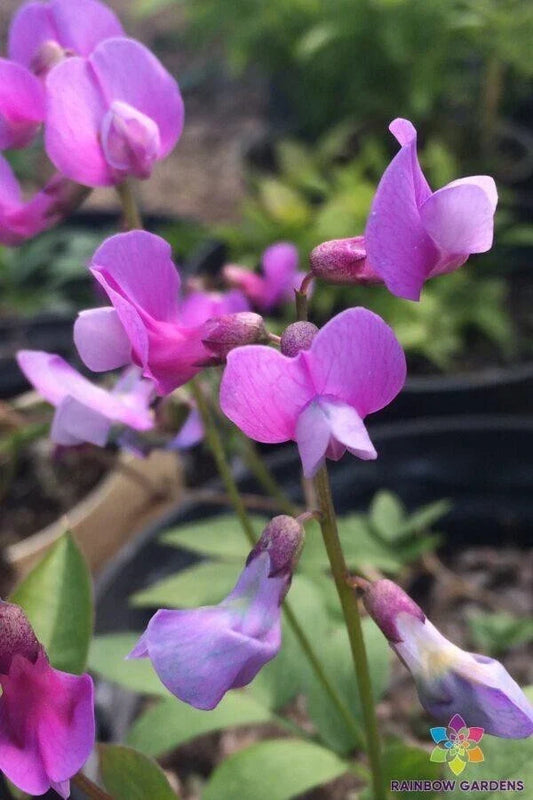 Perennial Sweet Pea Seeds 50+ Lathyrus vernus 'Angustifolius' Climbing Vine for Garden, Fragrant Purple Flowers