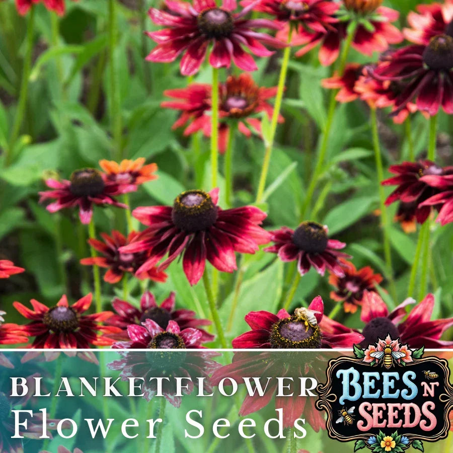 Rosso Raven Blanket Flower Seeds - 200 Non-GMO Gaillardia aristata Crimson-Red & Yellow Blooms for Gardens, Borders, Containers