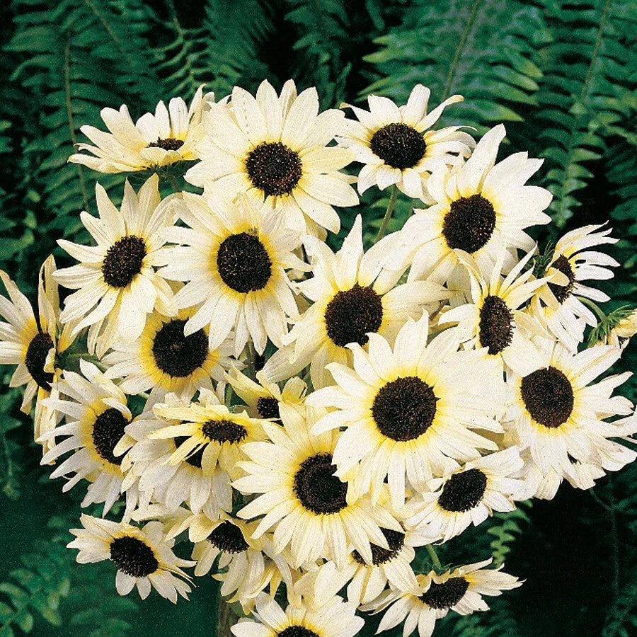 Sunflower Seeds 100 Count Italian White Non-GMO Pollinator Friendly Helianthus annuus for Bees and Butterflies