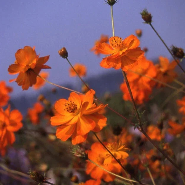 Cosmos Flower Seeds Crest Orange Variety – Sulphur Cosmos Cosmos sulphureus 'Crest Orange' for Garden, Borders, Containers