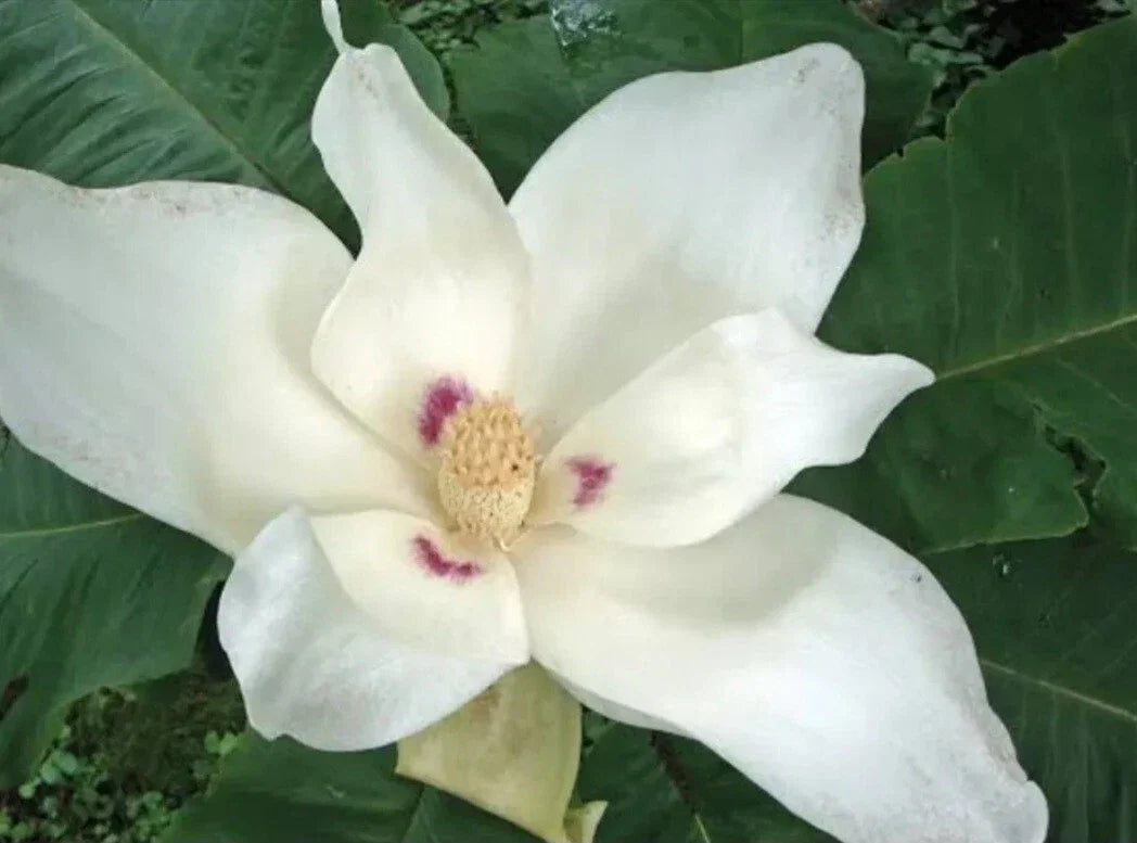 Big Leaf White Magnolia Sapling - Live Bare Root Plant - Magnolia grandiflora - Lush White Blossoms & Glossy Green Leaves