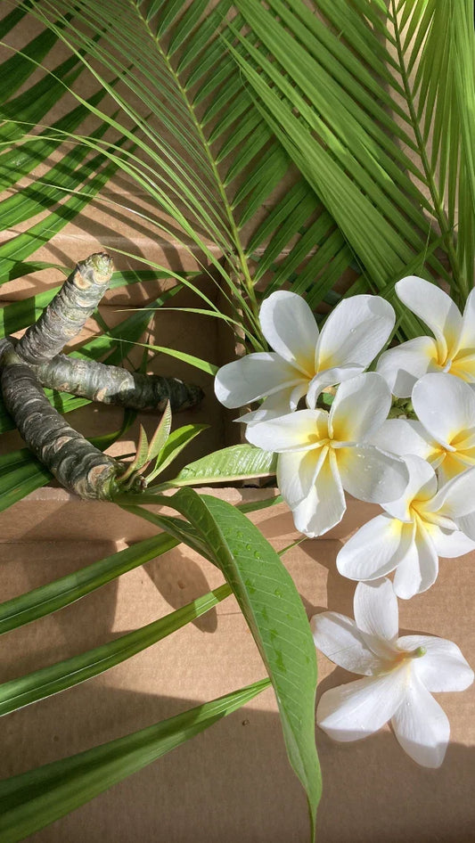 Hawaiian Plumeria Plants – 5 Frangipani Temple Trees with White & Yellow Flowers – Tropical Garden, Frangipani spp.