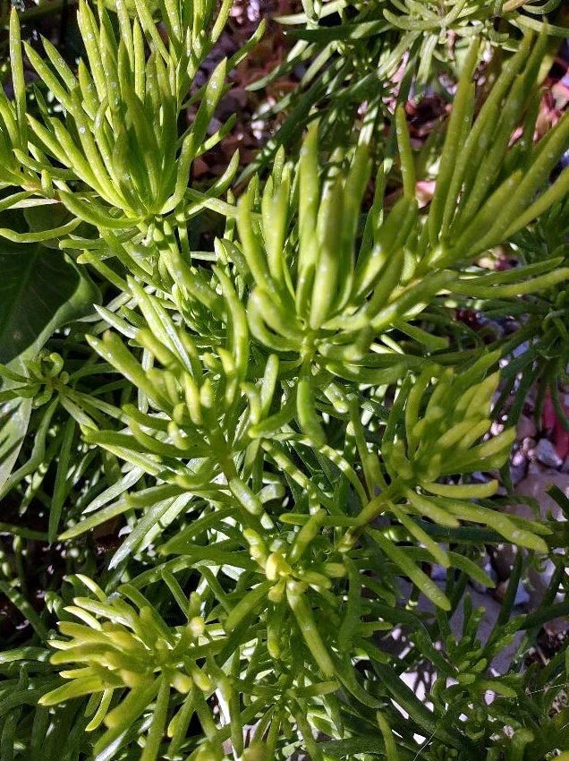 Cactus Cutting 4" - Succulent Variety for Propagation and Indoor Decor - Unnamed Species