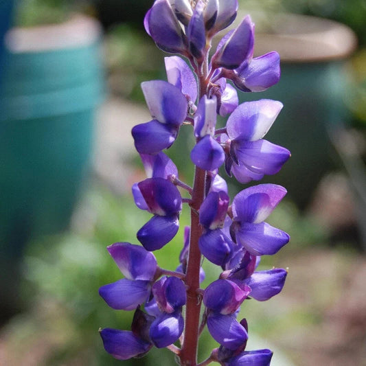 Lupine Flower Seeds, Arroyo Lupine, Lupinus succulentus, Drought-Tolerant, Non-GMO, Pollinator-Friendly Garden Seeds