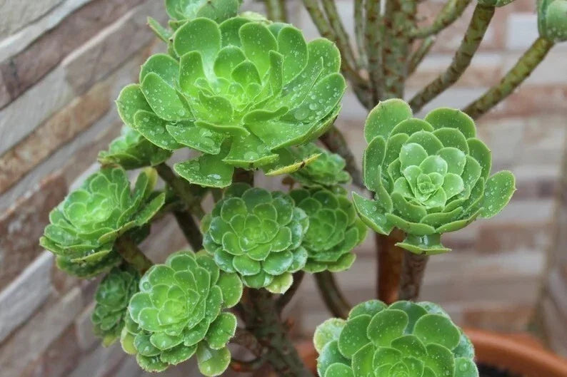 Aeonium Seed Mix - 100 Seeds, Succulent Variety, Rosette-Forming, Drought-Resistant, Indoor & Outdoor Gardening, Aeonium spp.