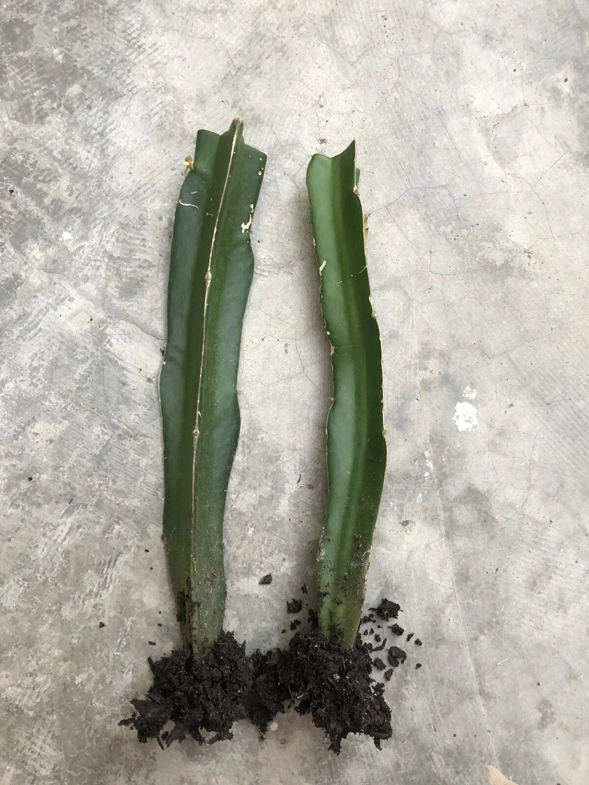 Rooted Red Dragon Fruit Cuttings 2pcs | Hylocereus undatus | Pink Skin Red Flesh | Easy to Grow Fruit Plant