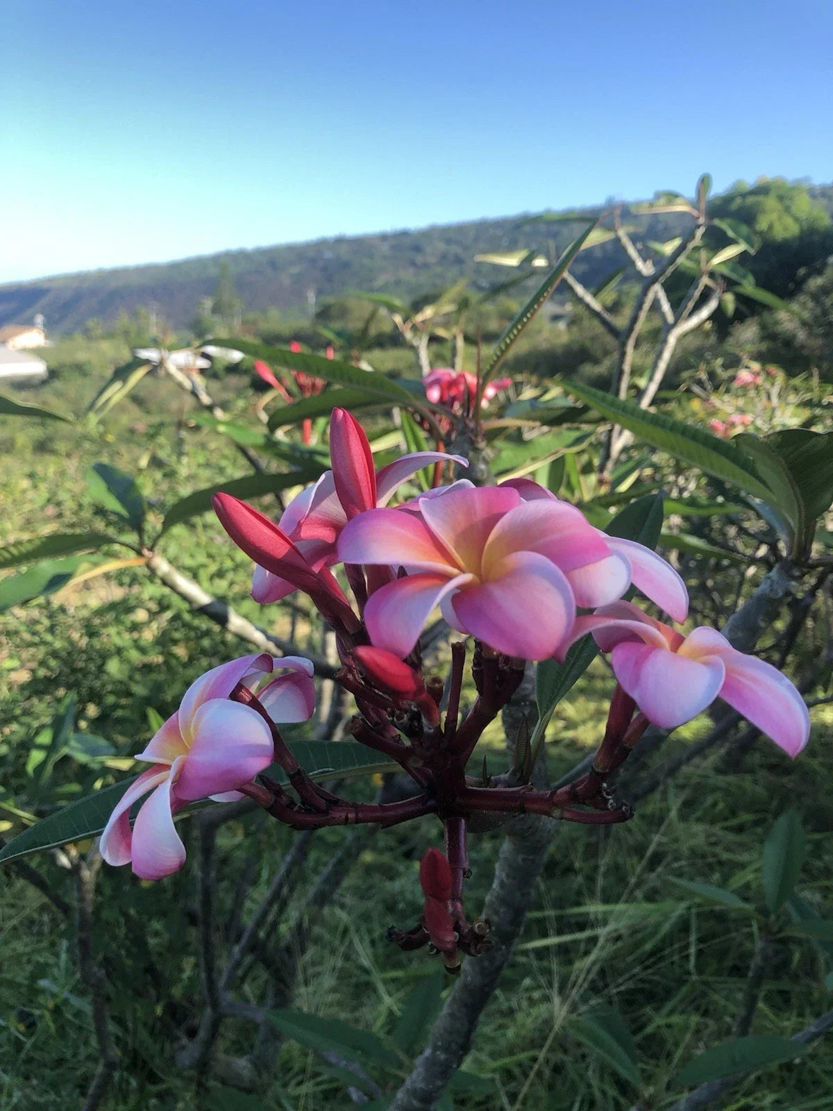 Pink Plumeria Cutting 10 Inch Rooted Plant - Hawaiian Grown Frangipani (Plumeria spp.) Tropical Flowering Plant
