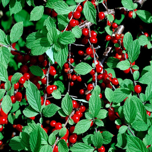 Nanking Cherry Tree Seeds, Prunus tomentosa, Dwarf Fruit Tree, Compact Shrub, Pink Flowers, Edible Cherries, Hardy, Fast Growing