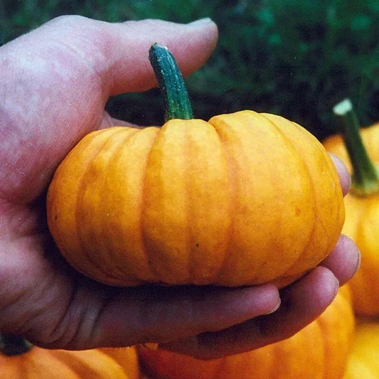 Jack Be Little Pumpkin Seeds - Organic Non-GMO Heirloom Seeds for Small Decorative Pumpkins - Cucurbita pepo, 30+ Seeds